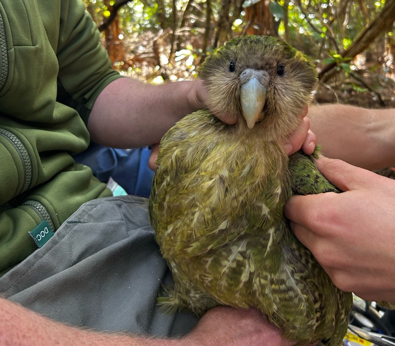 Meet Angus Sonny Davis, Kākāpō recovery programme ambassador - Blake NZ